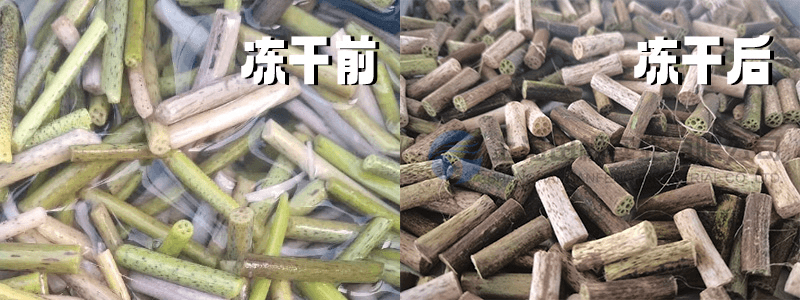 凍干機助力荷梗在中藥配方中的保鮮
