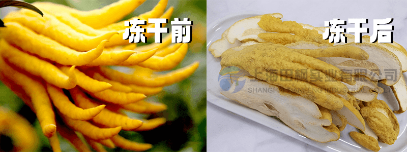 佛手凍干工藝新紀元