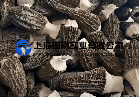 羊肚菌凍干：食用菌凍干技術原理流程