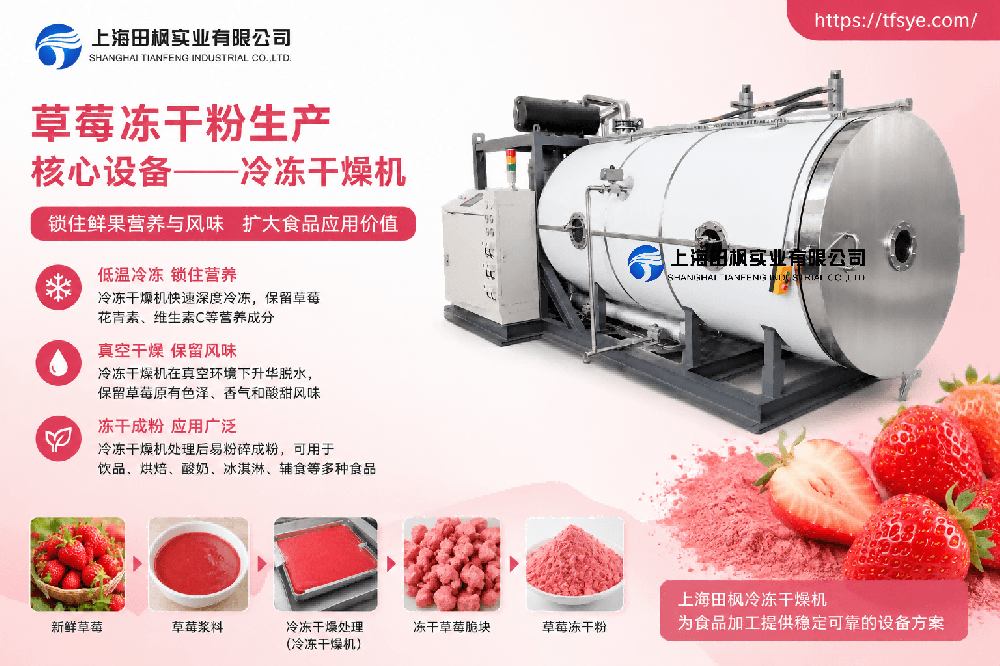 草莓凍干粉加工與冷凍干燥機(jī)應(yīng)用
